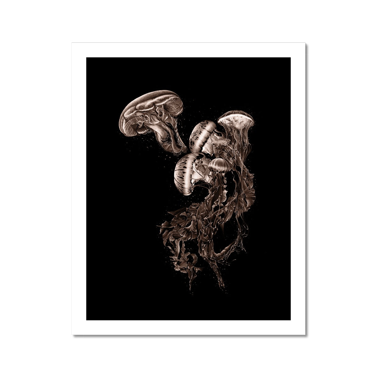 Jellyfish