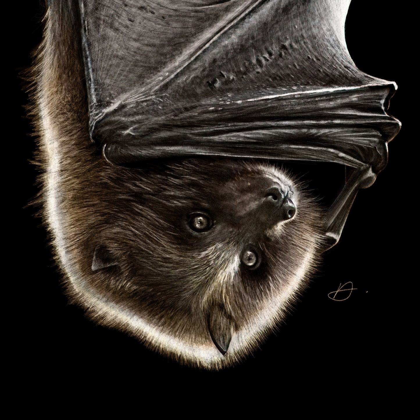 Moonlight Bat - Danny Branscombe