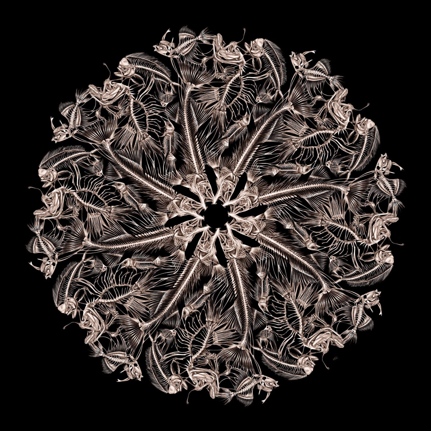 Bones - Danny Branscombe