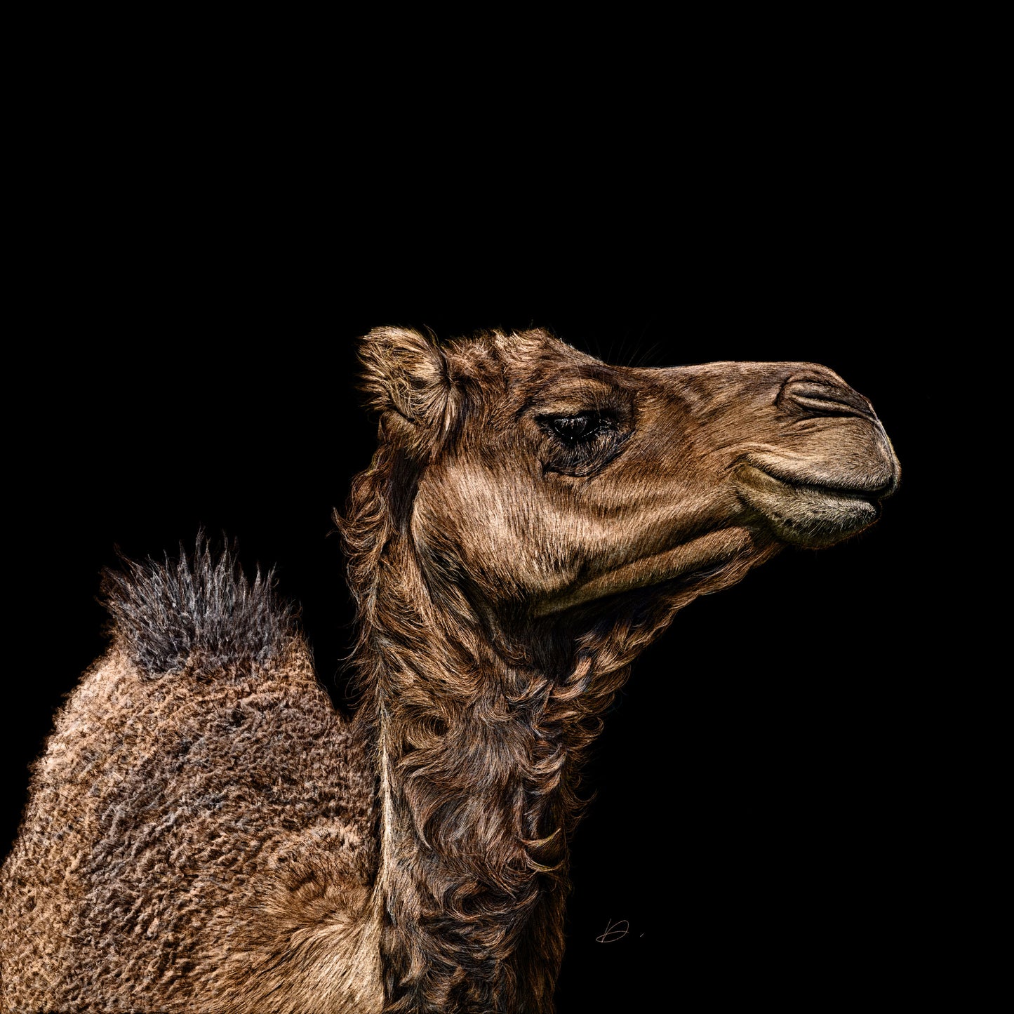 Camel - Danny Branscombe
