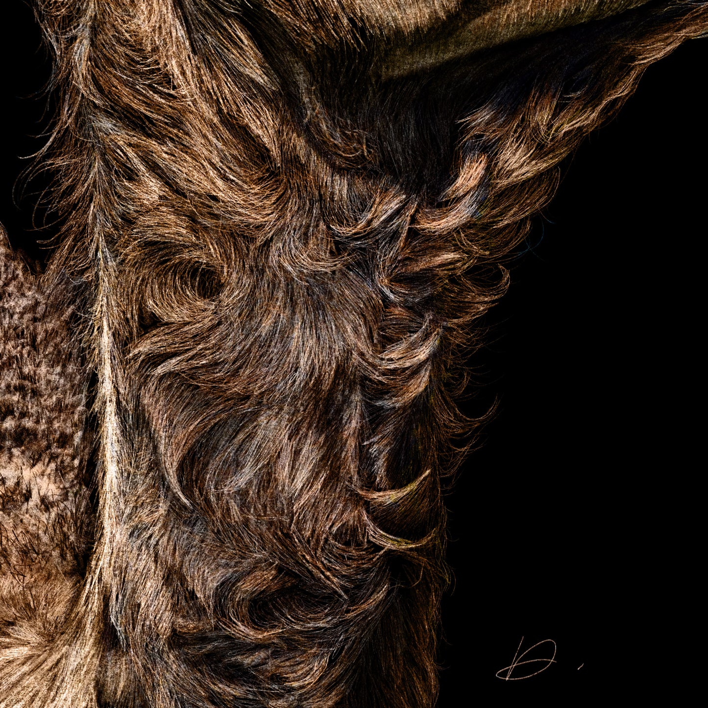 Camel - Danny Branscombe