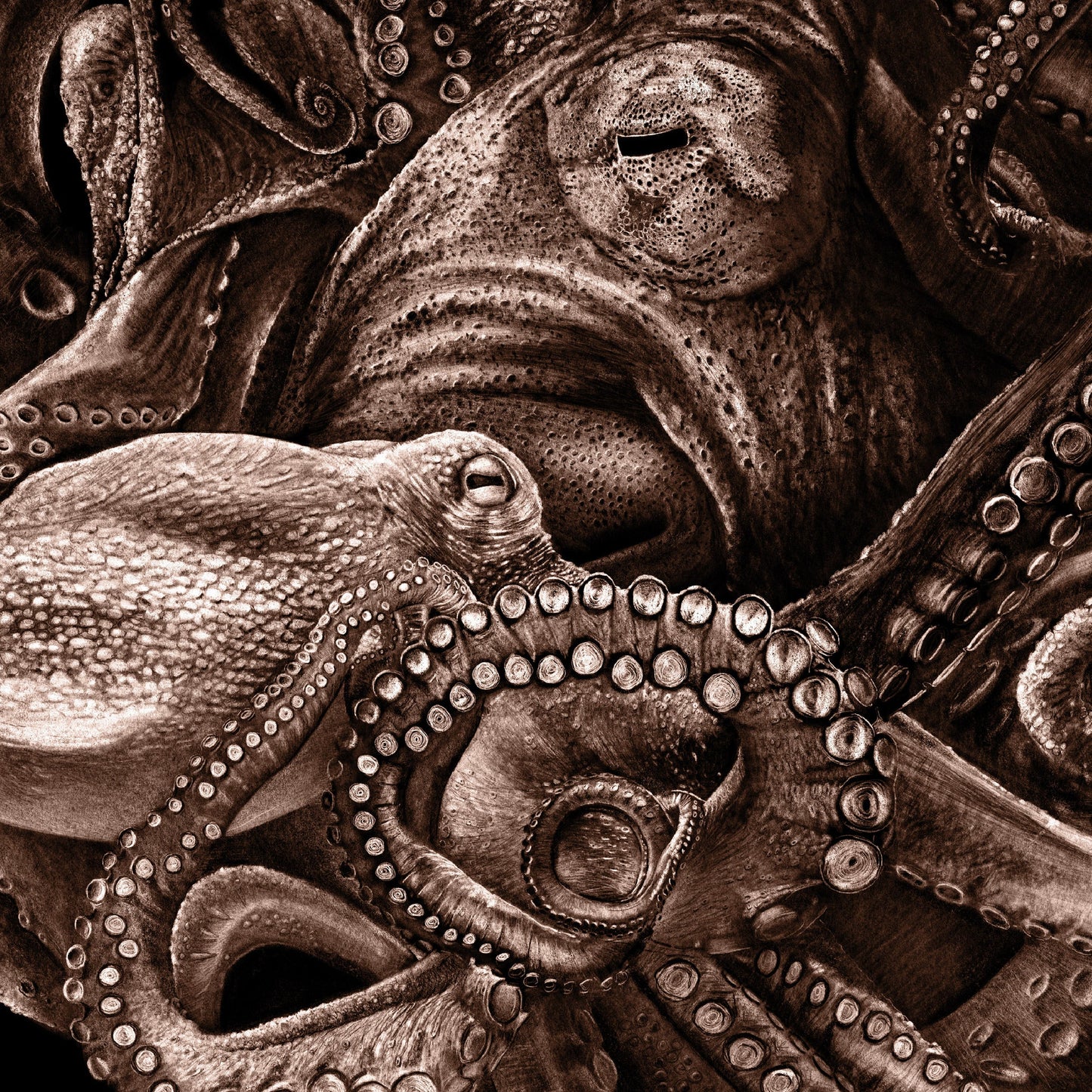 Octopus Planet - Danny Branscombe