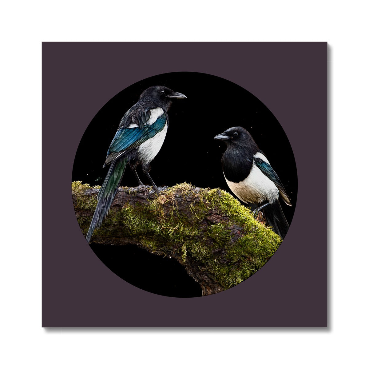 March for Joy 3 / Watching Magpies