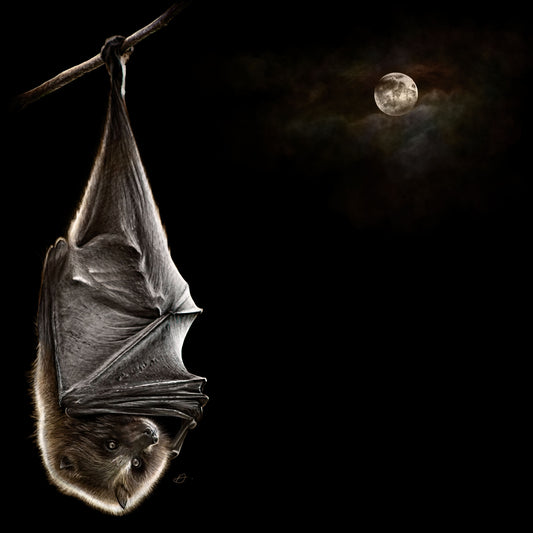 Moonlight Bat - Danny Branscombe