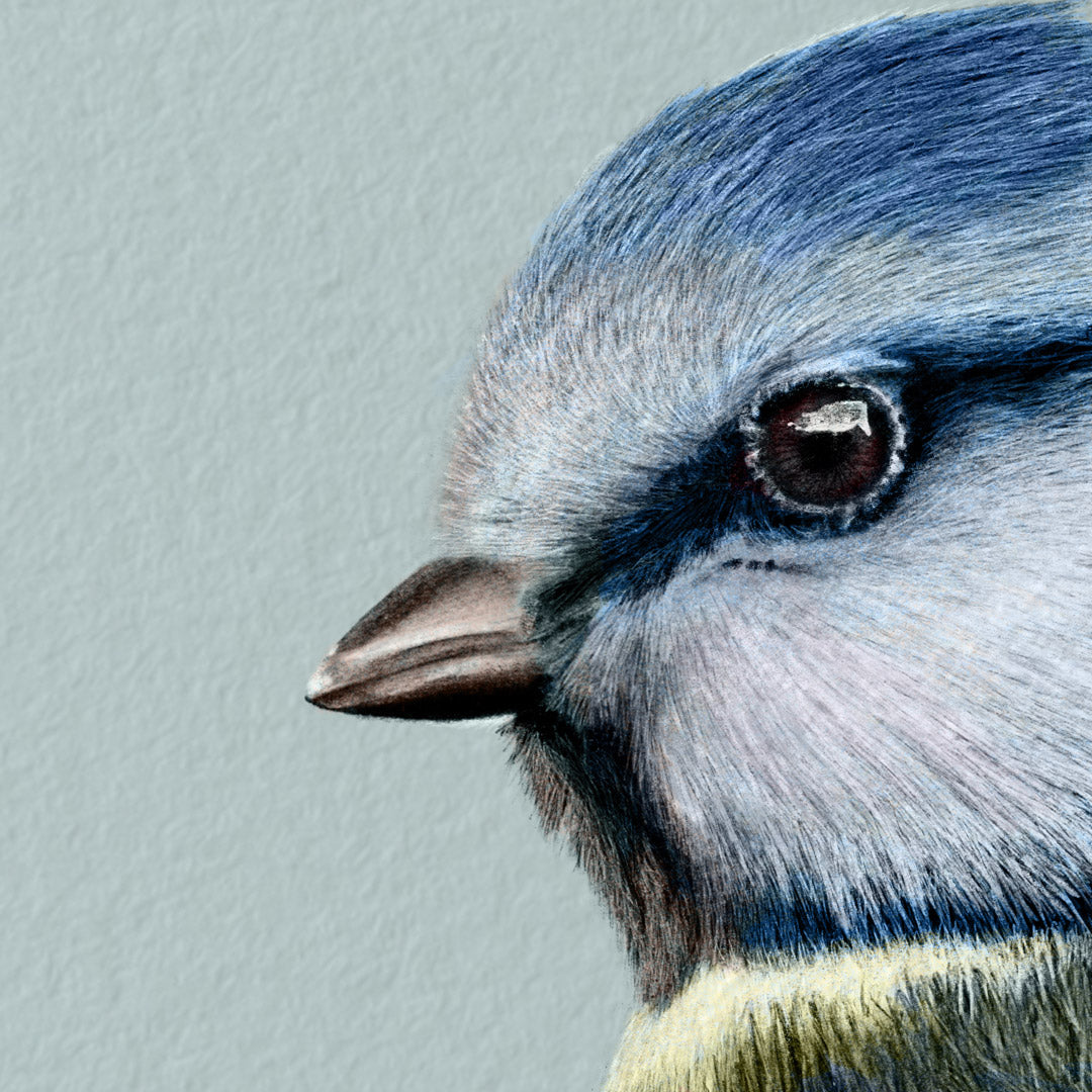Winter Birds - Blue Tit - Danny Branscombe
