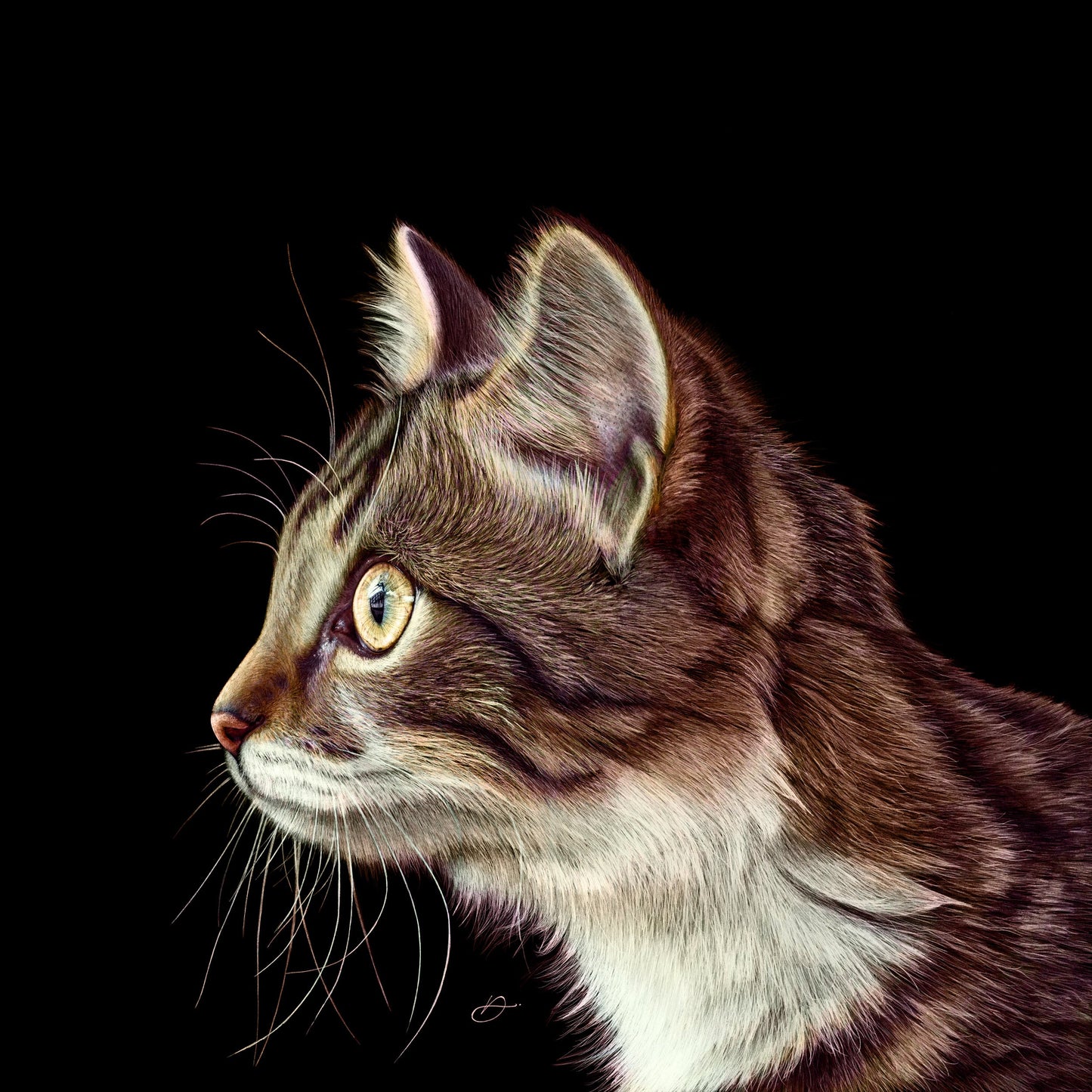 Cats - Myrtle - Danny Branscombe