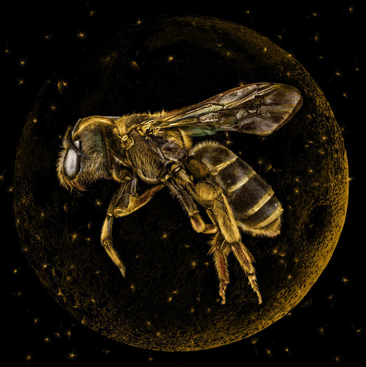 Golden Moon Bee - Danny Branscombe