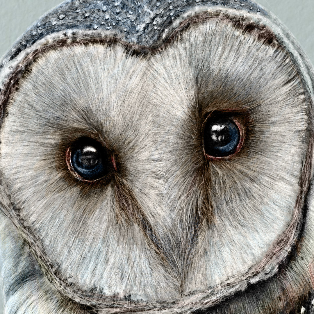 Winter Birds - Owl - Danny Branscombe