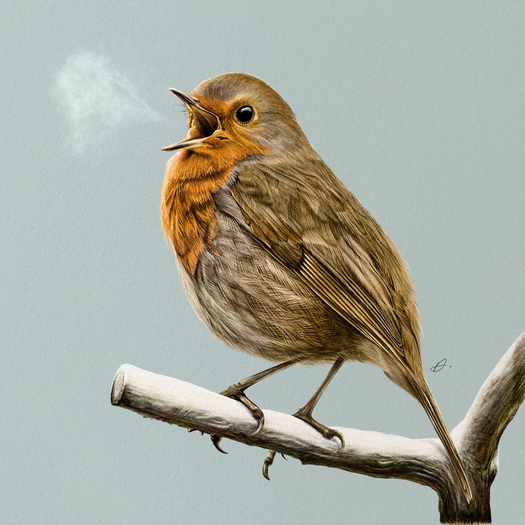 Winter Birds - Robin - Danny Branscombe