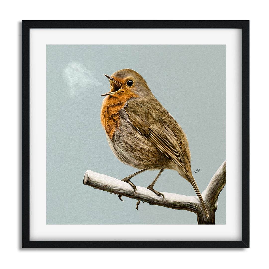 Winter Birds - Robin - Danny Branscombe