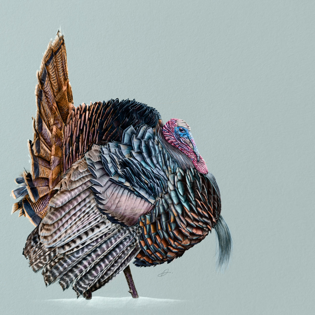 Winter Birds - Turkey - Danny Branscombe