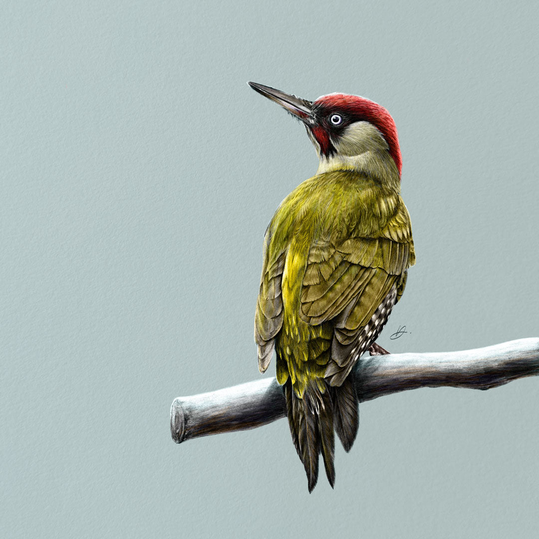 Winter Birds - Woodpecker - Danny Branscombe