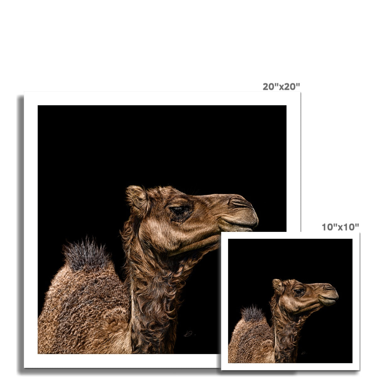 Camel - Danny Branscombe