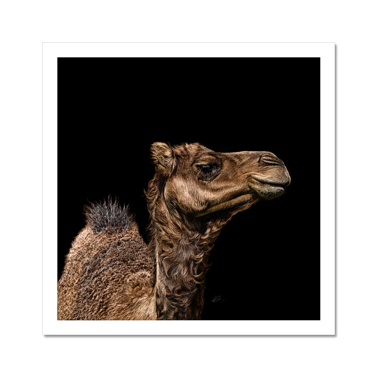 Camel - Danny Branscombe
